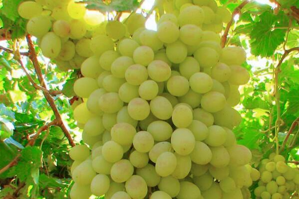 新疆最好的葡萄品种是什么品种（中国最好吃的葡萄品种排名） 第3张