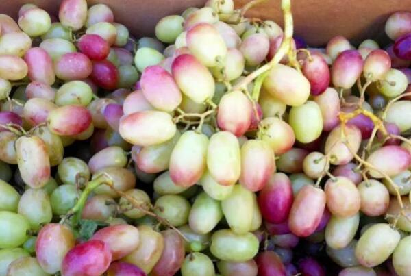新疆最好的葡萄品种是什么品种（中国最好吃的葡萄品种排名） 第2张