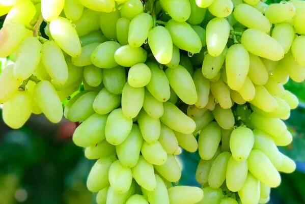 新疆最好的葡萄品种是什么品种（中国最好吃的葡萄品种排名） 第5张