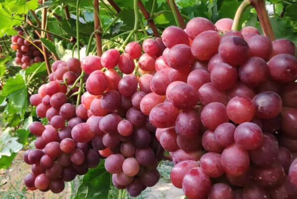 新疆最好的葡萄品种是什么品种（中国最好吃的葡萄品种排名） 第8张
