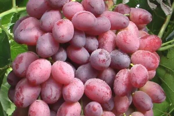 新疆最好的葡萄品种是什么品种（中国最好吃的葡萄品种排名） 第10张