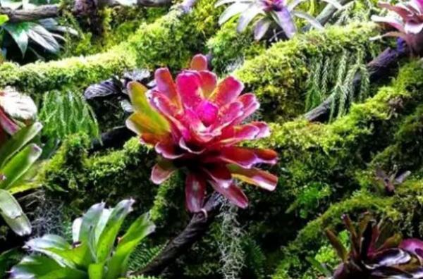 热带森林最常见的十大植物（热带雨林最有名的植物介绍） 第1张