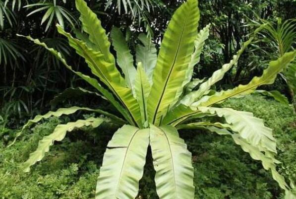 热带森林最常见的十大植物（热带雨林最有名的植物介绍） 第3张