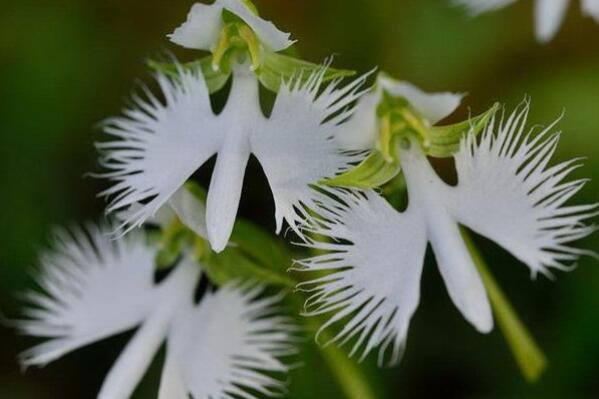世界十大珍稀植物（世界上最稀有的花排名） 第6张