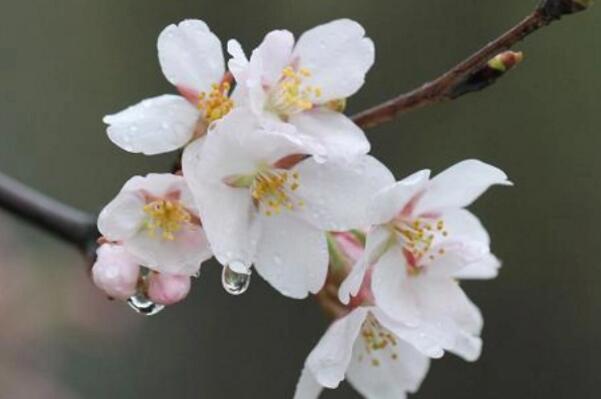 目前好的樱花品种有哪些（中国的最好看的樱花品种） 第1张