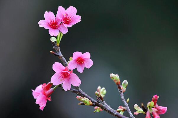 目前好的樱花品种有哪些（中国的最好看的樱花品种） 第3张