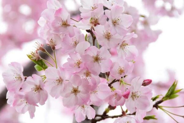 目前好的樱花品种有哪些（中国的最好看的樱花品种） 第5张