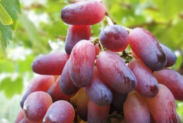最常见的葡萄品种（目前最火爆的葡萄品种排名） 第8张