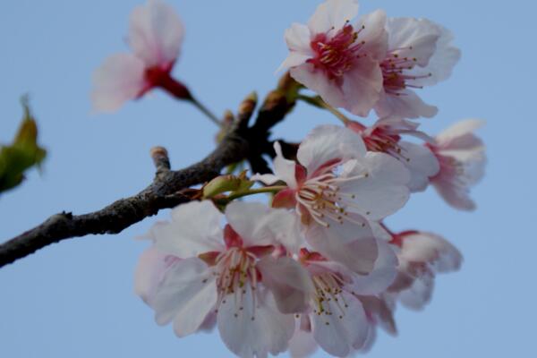 目前好的樱花品种有哪些（中国的最好看的樱花品种） 第4张