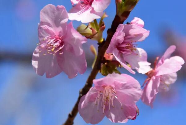 目前好的樱花品种有哪些（中国的最好看的樱花品种） 第6张