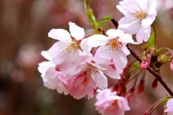 目前好的樱花品种有哪些（中国的最好看的樱花品种） 第9张