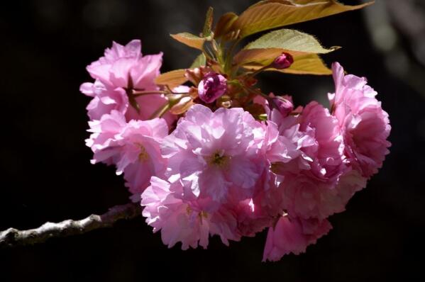 目前好的樱花品种有哪些（中国的最好看的樱花品种） 第8张
