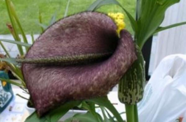 世界上最臭的植物(世界十大臭花排行榜 第1张