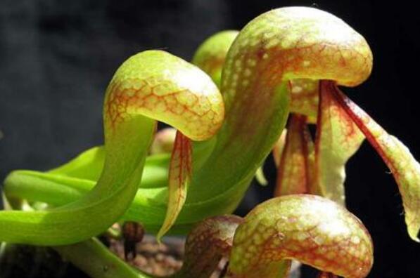 世界上最大的食肉植物(十大危险吃人植物) 第8张
