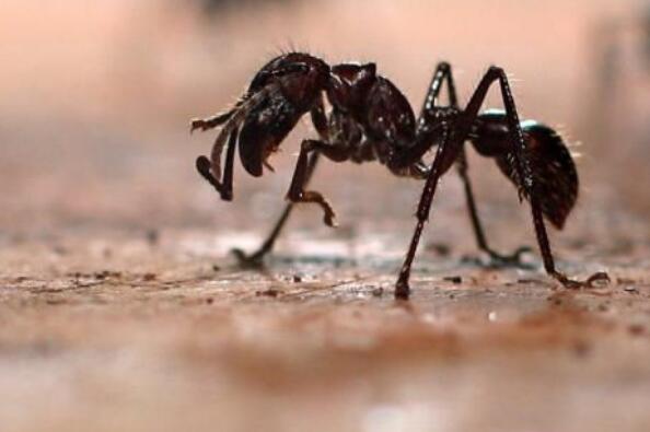 世界上最恐怖的蚂蚁排行榜（十大最凶猛的蚂蚁） 第1张