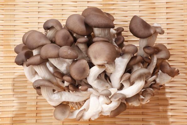 最好吃的十种蘑菇（人工种植十大食用菌） 第2张