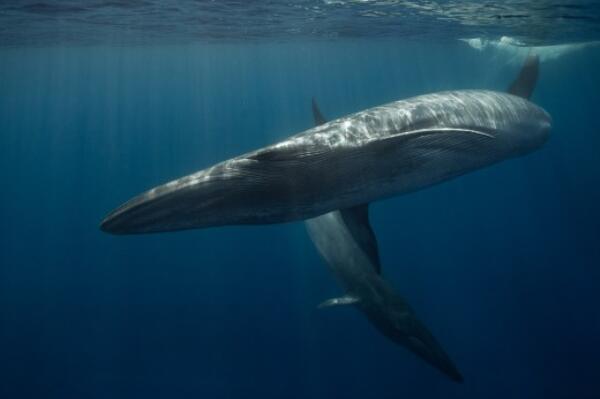 世界上最大的十种鲸鱼排名（世界上最稀有的鲸鱼排名） 第2张