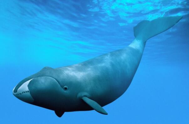 世界上最大的十种鲸鱼排名（世界上最稀有的鲸鱼排名） 第3张
