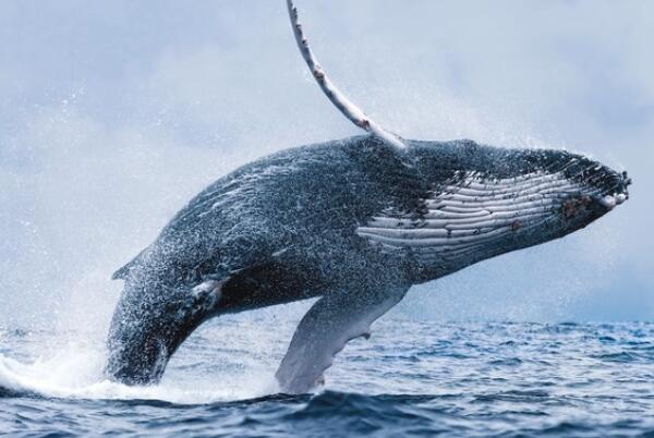 世界上最大的十种鲸鱼排名（世界上最稀有的鲸鱼排名）