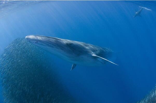 世界上最大的十种鲸鱼排名（世界上最稀有的鲸鱼排名） 第7张