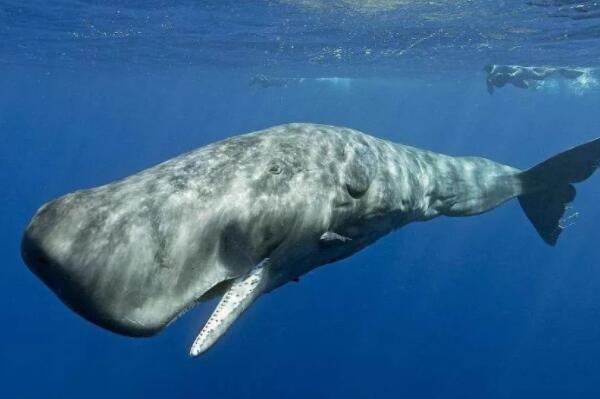 世界上最大的十种鲸鱼排名（世界上最稀有的鲸鱼排名） 第5张
