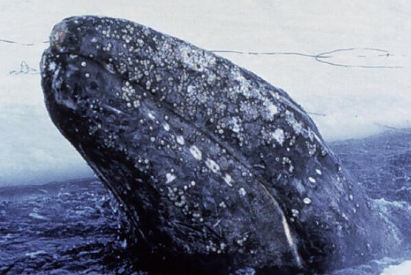 世界上最大的十种鲸鱼排名（世界上最稀有的鲸鱼排名） 第8张
