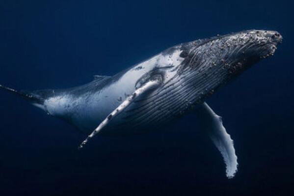 世界上最大的十种鲸鱼排名（世界上最稀有的鲸鱼排名） 第6张