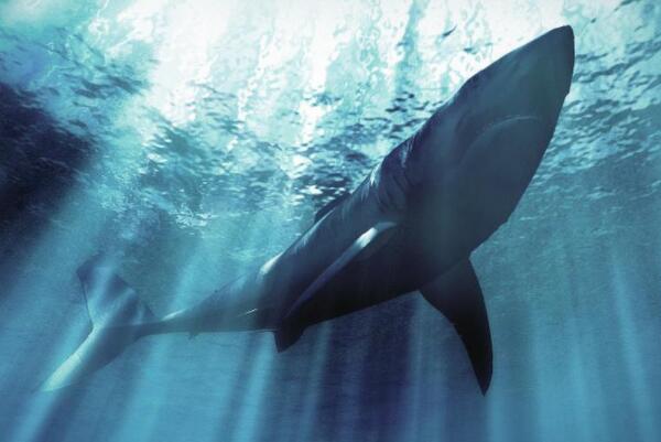 世界上最大的十种鲸鱼排名（世界上最稀有的鲸鱼排名） 第9张