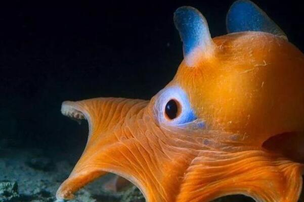 海洋生物十大可爱生物（海洋中最美丽的优雅生物） 第7张