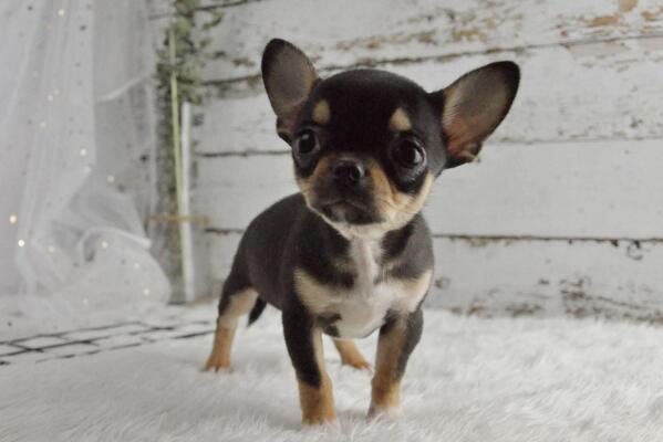世界上最小的狗前十名 狗的品种小型犬排名 第1张