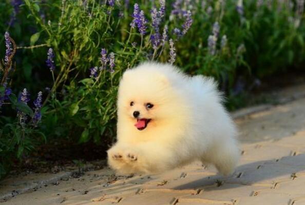 世界上最小的狗前十名 狗的品种小型犬排名 第3张