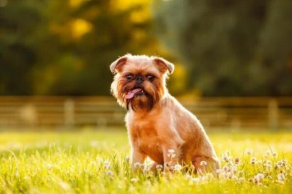 世界上最小的狗前十名 狗的品种小型犬排名 第2张