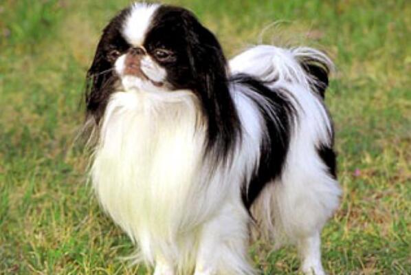 世界上最小的狗前十名 狗的品种小型犬排名 第9张