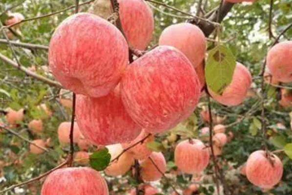 中国最好吃的苹果品种排名 全球十大苹果排名 第5张