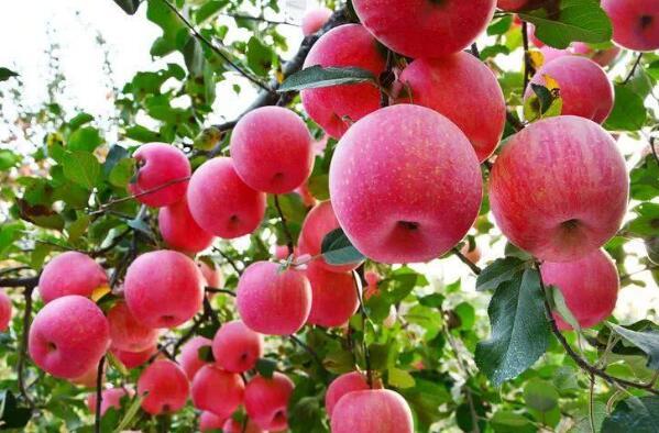 中国最好吃的苹果品种排名 全球十大苹果排名 第4张