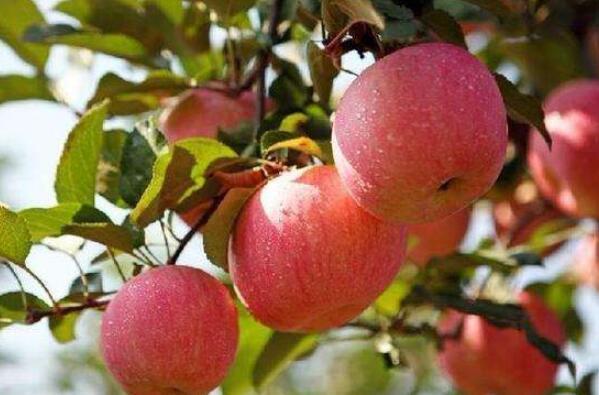 中国最好吃的苹果品种排名 全球十大苹果排名 第3张