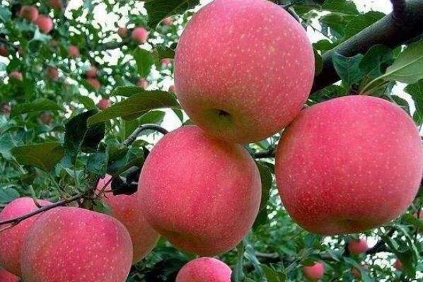 中国最好吃的苹果品种排名 全球十大苹果排名 第6张