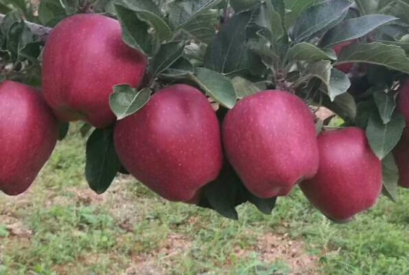 中国最好吃的苹果品种排名 全球十大苹果排名 第7张