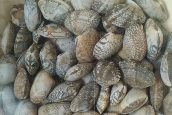 最好吃的贝类排行榜 最好吃的贝壳类海鲜排名
