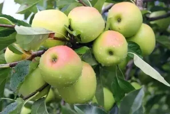 中国最好吃的苹果品种排名 全球十大苹果排名 第9张