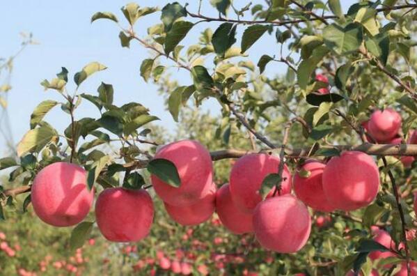 中国最好吃的苹果品种排名 全球十大苹果排名 第8张