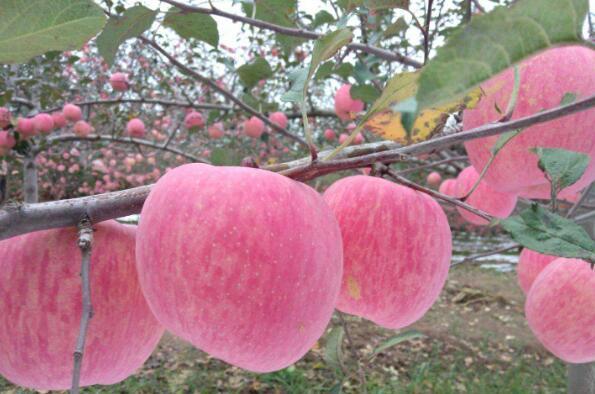 中国最好吃的苹果品种排名 全球十大苹果排名 第10张
