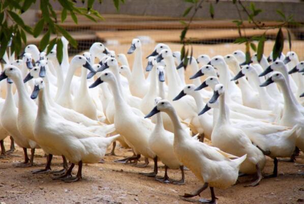 中国十大名鸭品种排名 中国最有名的三大鸭 第1张