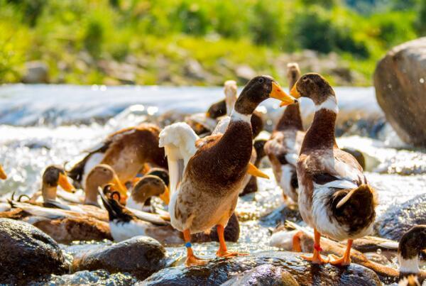 中国十大名鸭品种排名 中国最有名的三大鸭 第2张