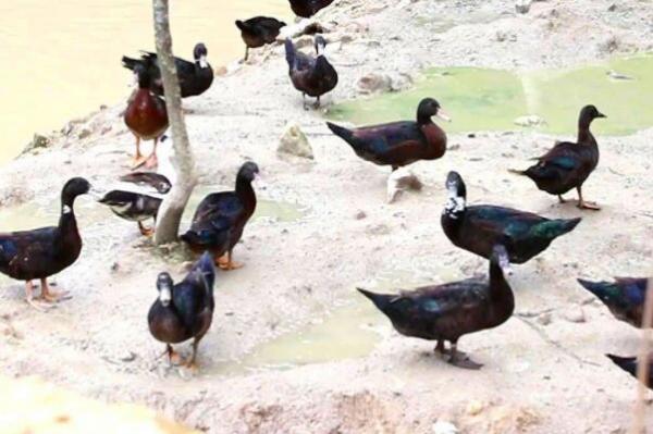 中国十大名鸭品种排名 中国最有名的三大鸭 第6张