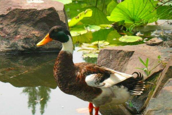 中国十大名鸭品种排名 中国最有名的三大鸭 第7张