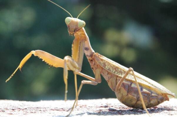 世界上体型最大的昆虫是什么 世界上有巨型昆虫介绍 第9张