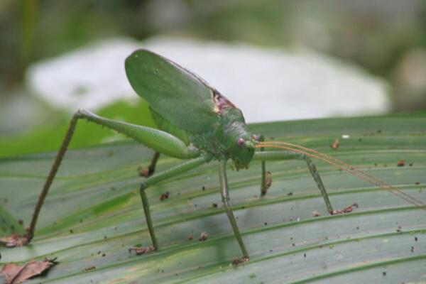 世界上体型最大的昆虫是什么 世界上有巨型昆虫介绍 第6张