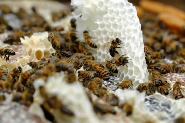 蜂蜡是怎么制造形成的（天然蜂蜡和工业蜂蜡的区别） 第7张