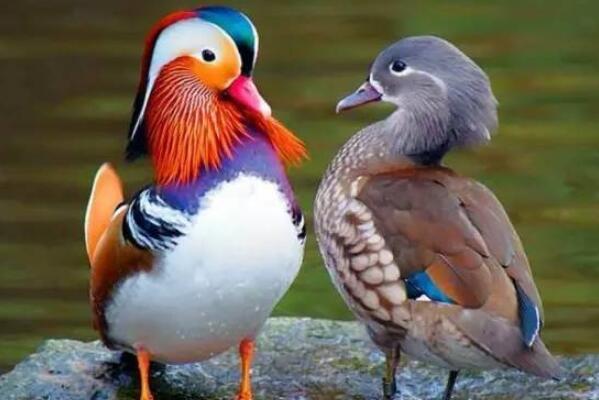 十大爱情鸟有哪些 世界上最幸福的情侣鸟类